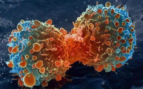 Hạn chế sự tăng sinh của tế bào ung thư