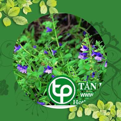 Cửu hàng bán nhân trần tại quận 6 hạ huyết áp