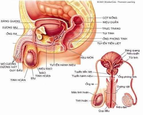 xoắn tinh hoàn ở nam giới